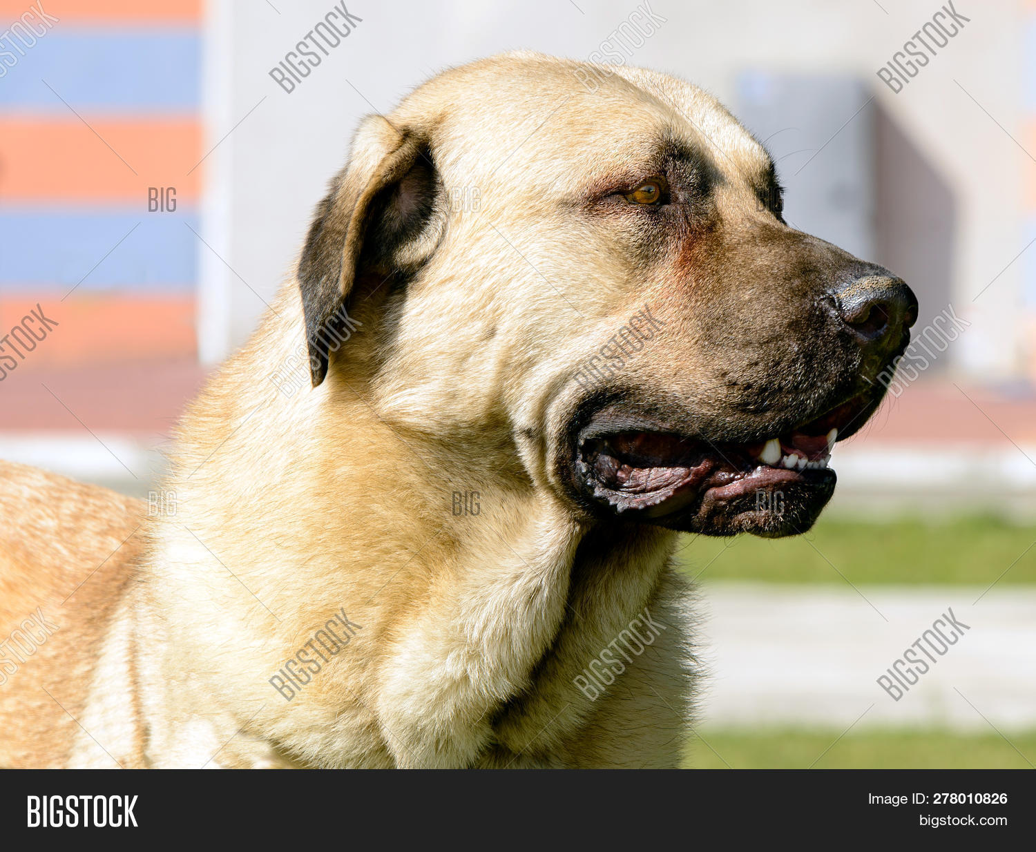 Kangal Portrait. Image \u0026 Photo (Free Trial) | Bigstock, image size:1500x1234