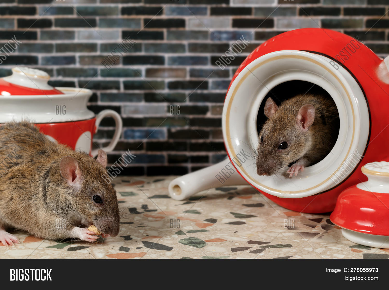 Доброе утро крыса. Таблица продуктов для морской свинки. Что едят крысы. Что можно давать крысам. Таблица рациона питания крыс.