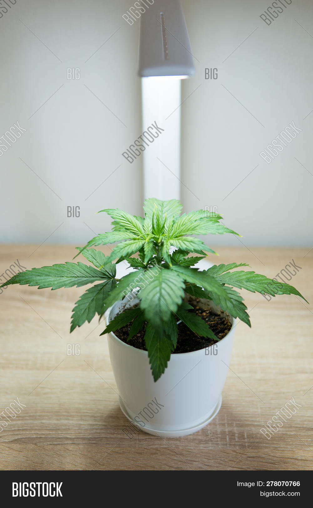 Growing Marijuana Home Image Photo Free Trial Bigstock