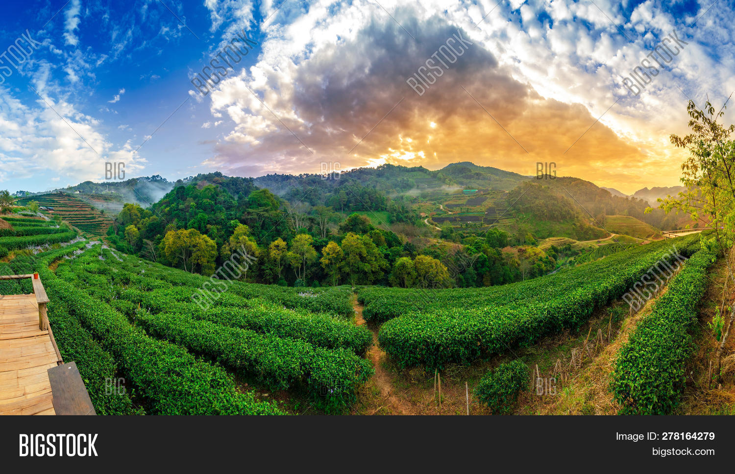 Tea Farm Organic Tea Image & Photo (Free Trial) Bigstock