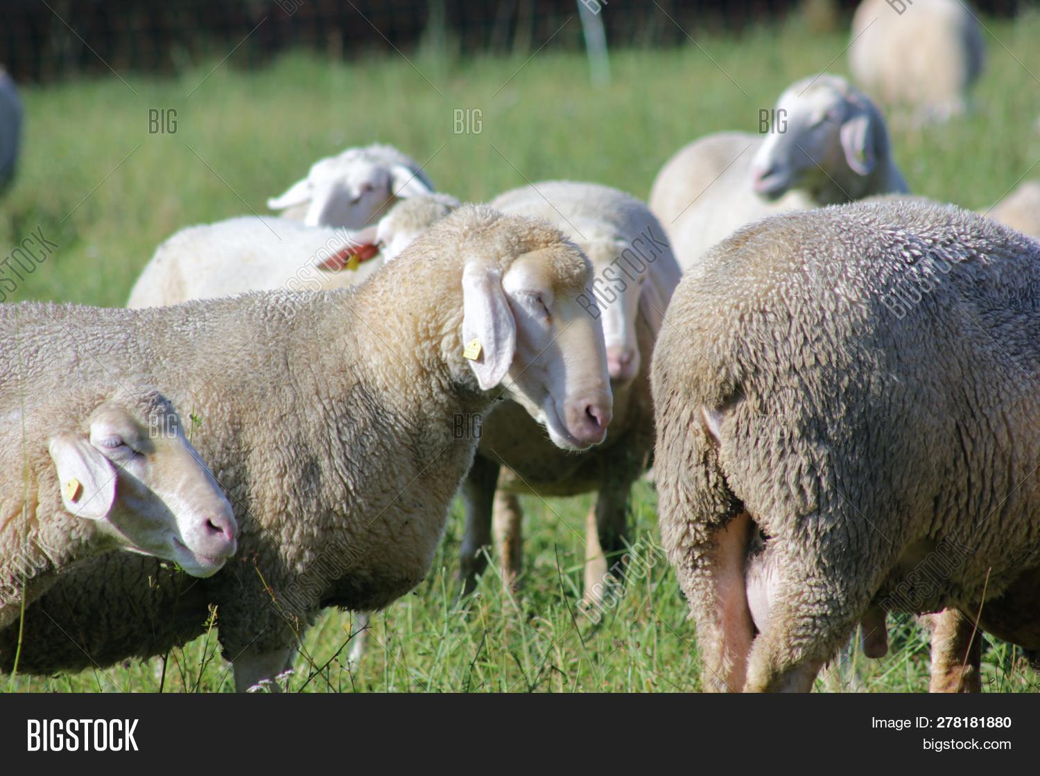Flock Sheep Kept Image & Photo (Free Trial) Bigstock