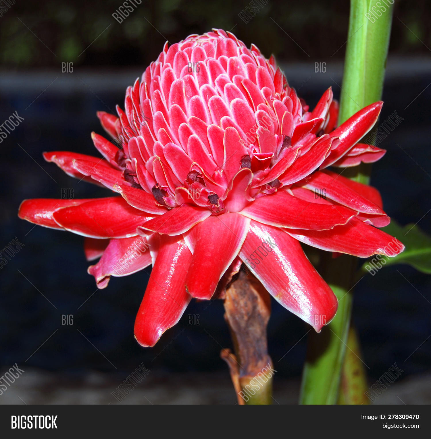 Etlingera Elatior Image Photo Free Trial Bigstock Etlingera Elatior Image Photo Free Trial Bigstock