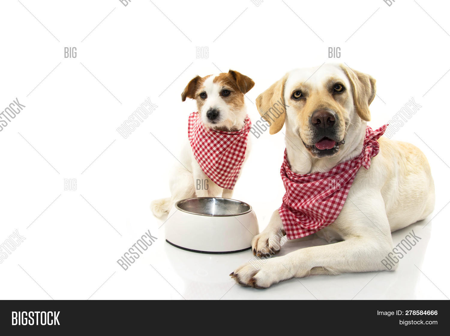 Two Dogs Eating Food. Image & Photo (Free Trial) Bigstock