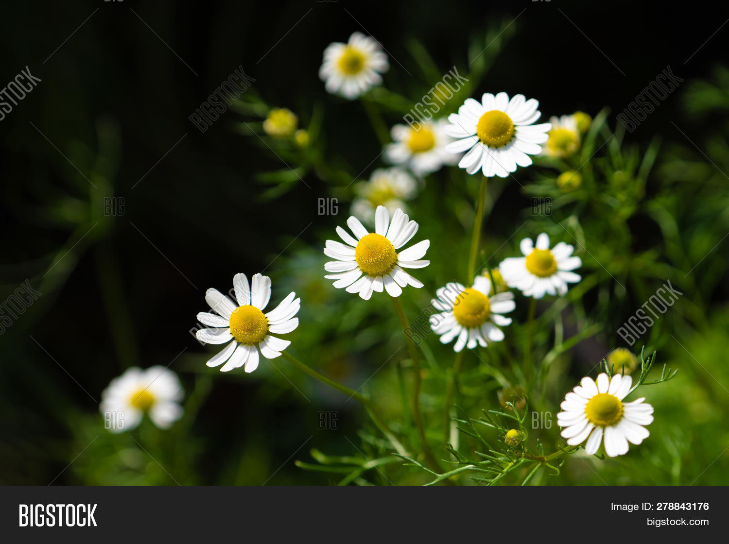 Flowering. Chamomile. Image & Photo (Free Trial) Bigstock