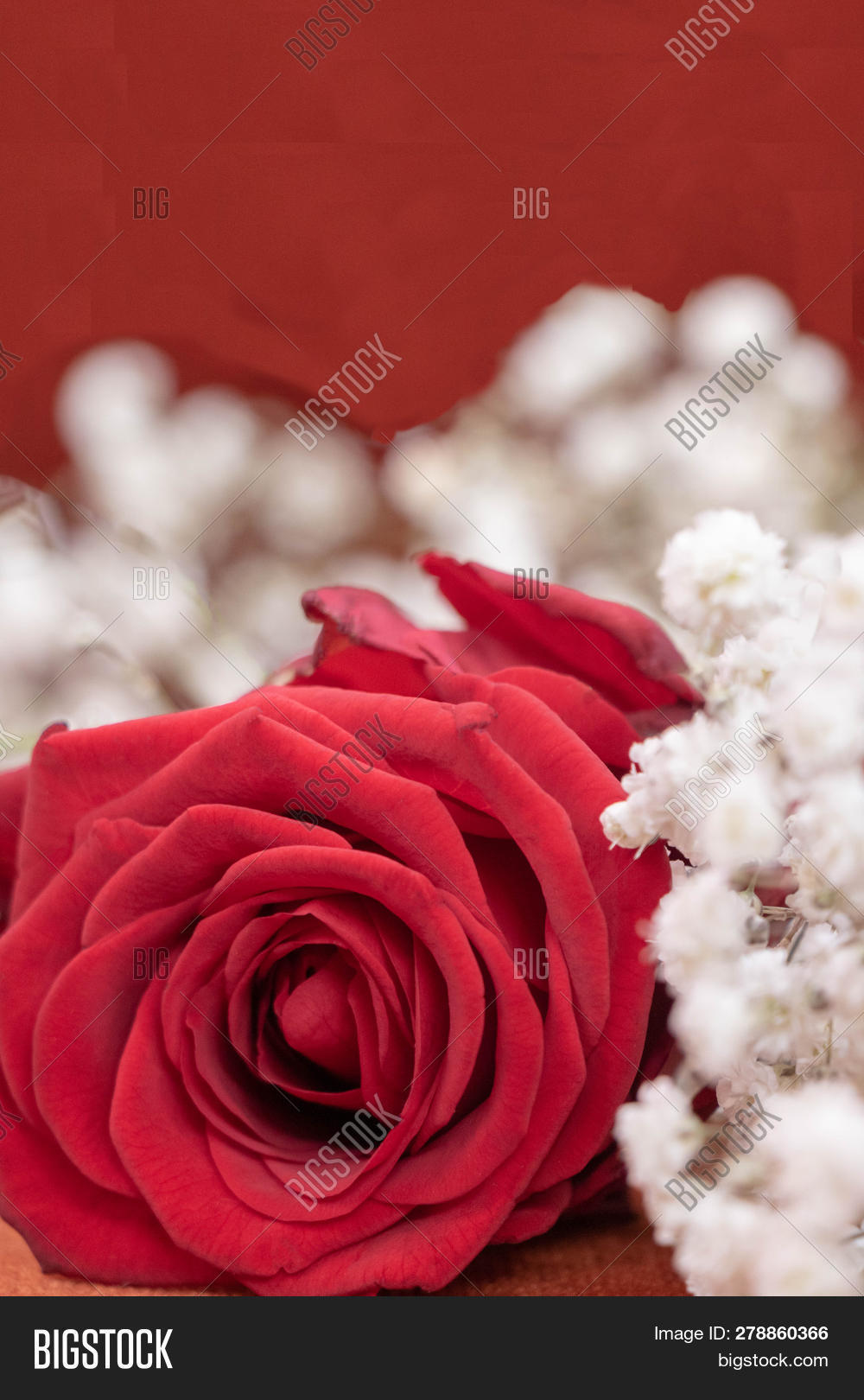 close-on-red-rose-image-photo-free-trial-bigstock