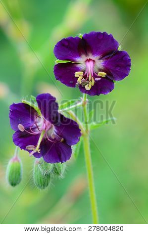 Geranium Phaeum