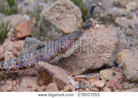 Reef Lizardfish On Coral Reef In Red Sea Off Dahab, Egypt