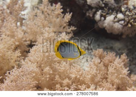 Blackbacked Butterflyfish On Coral Reef In Red Sea Off Sharm El Sheikh, Egypt