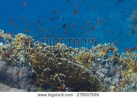 Lyretail Anthias And Arabian Chromis Over Net Fire Coral On Coral Reef In Red Sea Off Sharm El Sheik