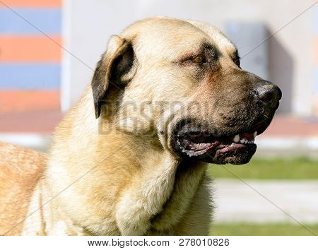 Kangal Portrait.  The Portrait Of The Kangal Shepherd Dog.