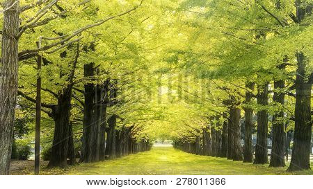 Autumn Colors Of Naruko Gorge In Japan And Nice Blue And Cloud Background
