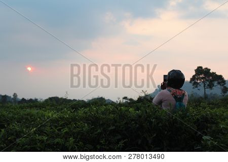 Women Watching Sunset In The Tea Garden