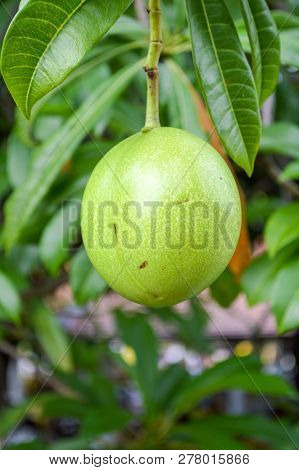 Close Up Fresh Green Cerbera Odollam Fruit In Nature Garden