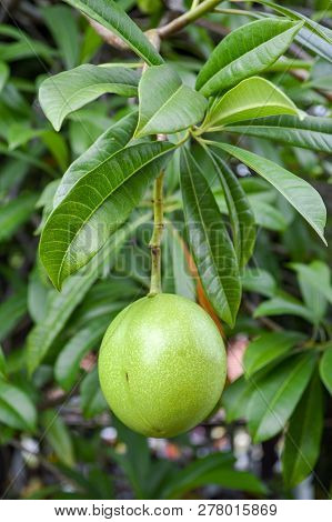 Close Up Fresh Green Cerbera Odollam Fruit In Nature Garden