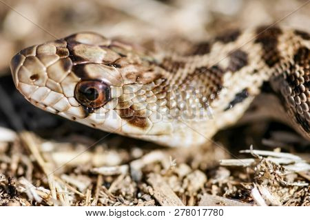 Adult Pacific Gopher Snake (pituophis Catenifer Catenifer) Head. Ed Levin County Park, Santa Clara C