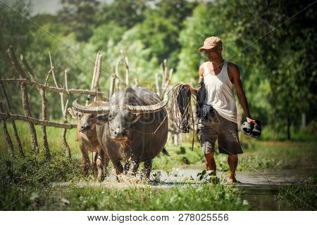Farmer With Buffalo Walking / Asia Farmer Drag Buffalo His In Field Countryside -  Animal Engagement
