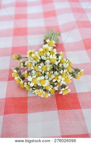 Close Up White Coatbuttons Flower On Tablecloth