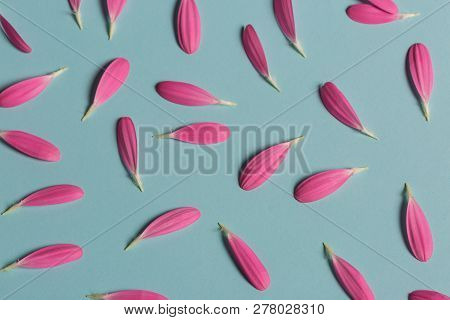 Gerbera Pink Pestals On Blue Backgrond Closeup