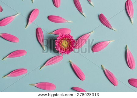 Gerbera Pink Pestals On Blue Backgrond Closeup