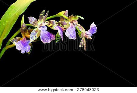 Blooming Orchid Odontoglossum Isolated On Black Background.