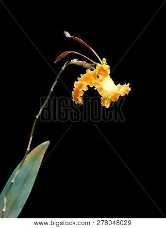 Orchid Flower (psychopsis Papilio) Isolated On Black Background.