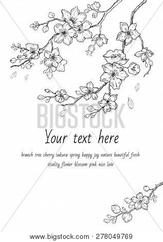 Sakura Flowers Blossom Set, Hand Drawn Line Ink Style. Cure Doodle Cherry Plant Vector Illustration,