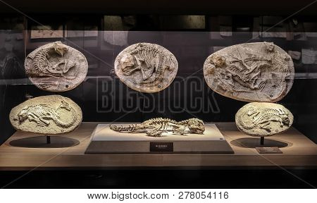 Shanghai, China - April 13 2018, Fossil Of Psittacosaurus At Shanghai Natural History Museum.

Psitt