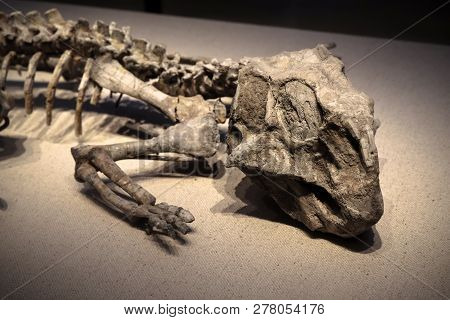 Shanghai, China - April 13 2018, Fossil Of Psittacosaurus At Shanghai Natural History Museum.

Psitt