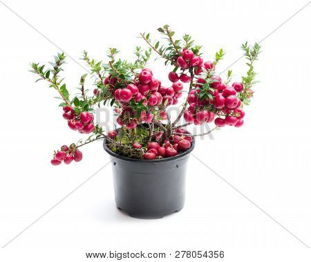 Evergreen  Christmas Plant In Pot Isolated On White