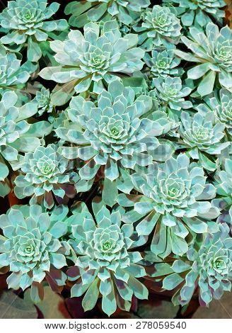 Succulent Plant Sedum In The Greenhouse, Natural Background.