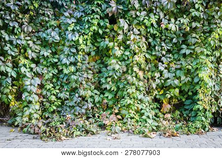 Green Leaves Fence Withan Asphalt Gray Road Underneath. Fence Entirely Covered With Lustrous, Green 