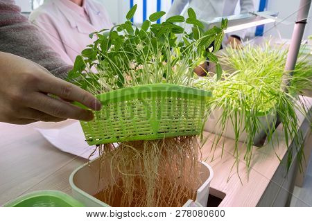 Hydroponics. The Method Of Growing Plants In Water Without Land In The Laboratory. The Hands Of A La