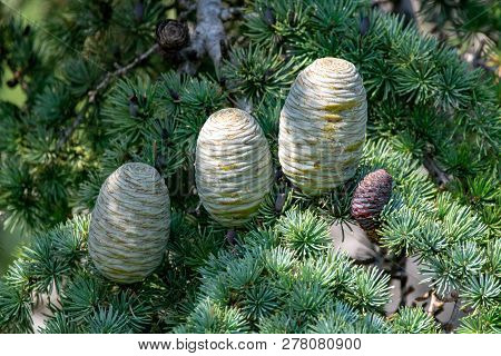 Himalayan Cedar Or Deodar Cedar Tree With Female Cones, Christmas Background Close Up