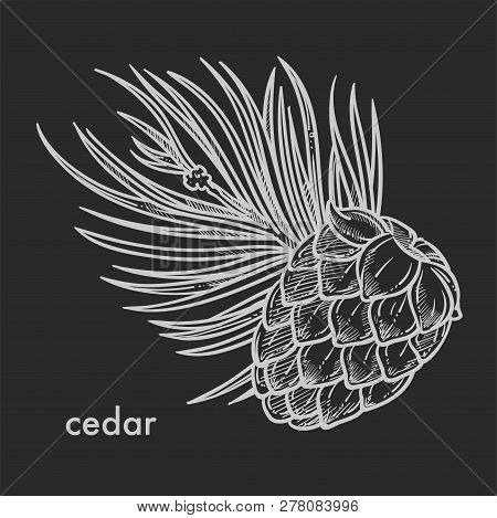 Cedar Cone With Needle Leaves Hand Drawn Sketch