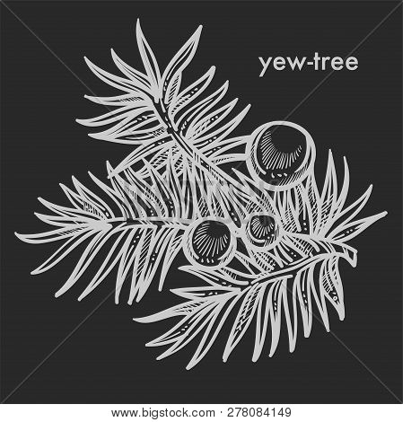 Yew Tree Branch With Seed Cones And Needle Leaves Hand Drawn Sketch