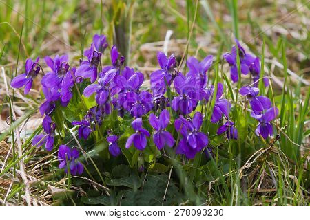 Wood Violet (viola Odorata) A Species Of The Genus Viola Native To Europe And Asia, Known As Sweet V