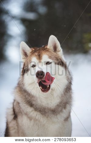 Close-up Portrait Of Funny Dog Breed Siberian Husky Licking Like A Predator In The Winter Forest. Cr