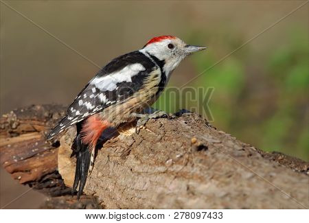 Middle Spotted Woodpecker Sitting On A Trunk