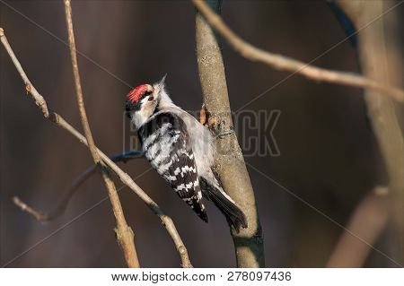 Lesser Spotted Woodpecker Examining Branches In Autumn