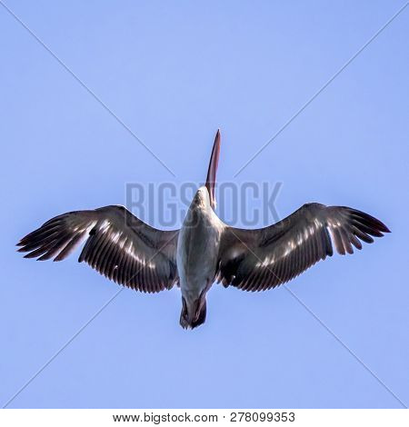Pelican In The Flight Seen In Sri Lanka
