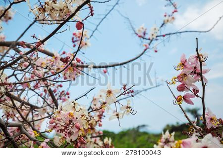 Cassia fistula tree blossom in spring season in the Hawaii, USA