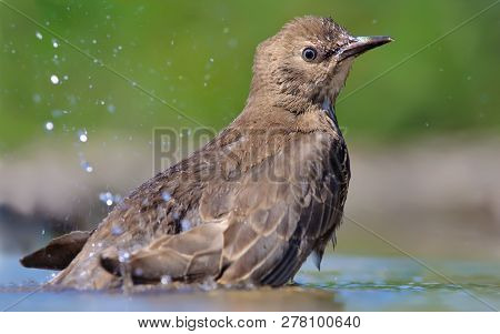 Startled Young Common Starling Bathing With Splashes