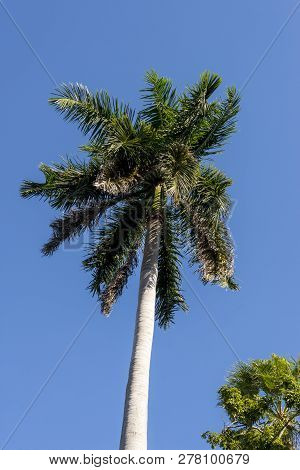 Royal Palm (roystonea Regia) Tree Is The National Cuban Tree A Symbol Of The Country.