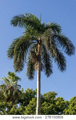 Royal Palm (roystonea Regia) Tree Is The National Cuban Tree A Symbol Of The Country.