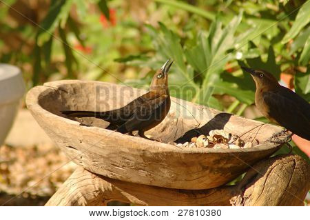 Grackels ทั่วไป บางครั้งก็เรียกว่า Blackbird หรือนกกิ้งโครงในลำไส้ไม้เป็น 