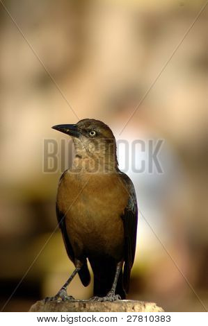 Coomon Grackel บางครั้งก็เรียกว่า Blackbird หรือนกกิ้งโครงบนมุงหลังคา