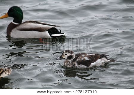 Juvenile Male Long-tailed Duck Or Clangula Hyemalis In Winter Plumage With Mallard (anas Platyrhynch