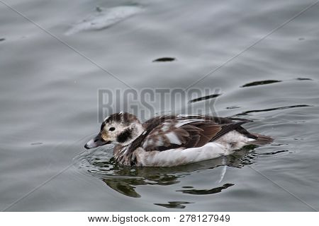 Juvenile Male Long-tailed Duck Or Clangula Hyemalis In Winter Plumage, Svislach River, Minsk, Belaru