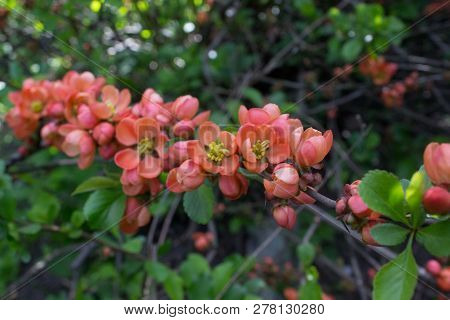 Japanese Quince Or Chaenomeles Japonica. Flowers Of Chaenomeles Japonica In The Spring Garden