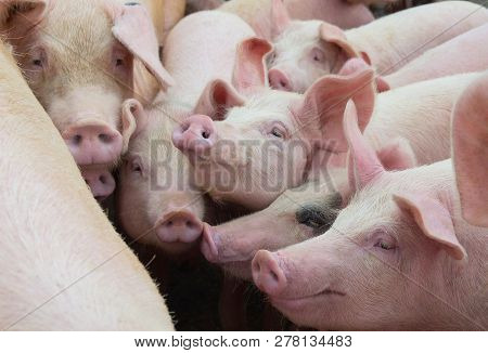 Livestock Breeding. Group Of Pigs In Farm Yard.
